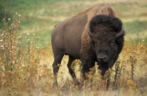 Les Ardenautes bisons